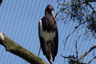 Ciconia abdimii - Abdimstorch